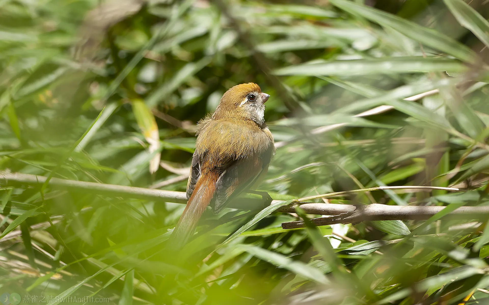 黃羽鸚嘴 Golden Parrotbill 黃羽鸚嘴 Golden Parrotbill