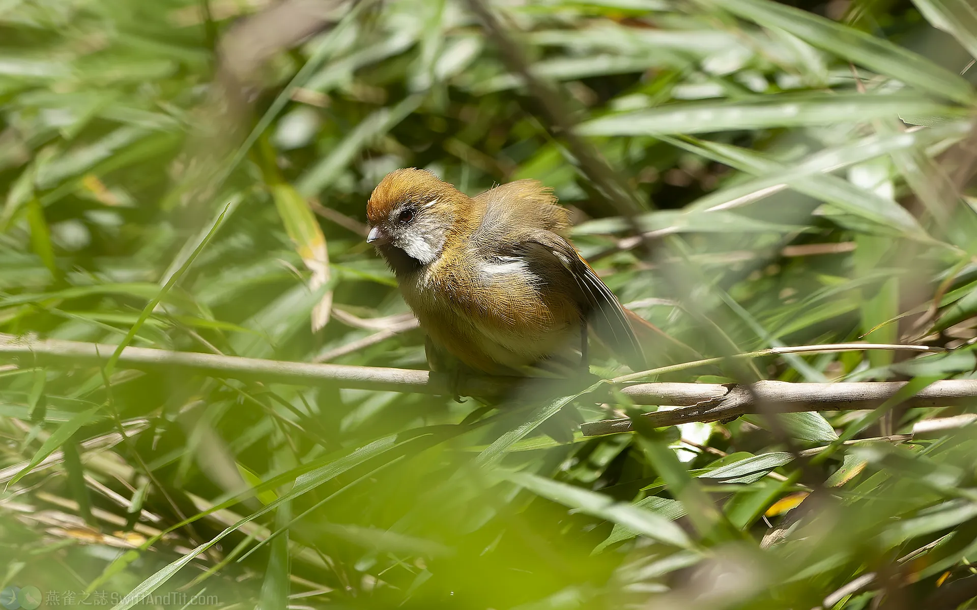 黃羽鸚嘴 Golden Parrotbill 黃羽鸚嘴 Golden Parrotbill