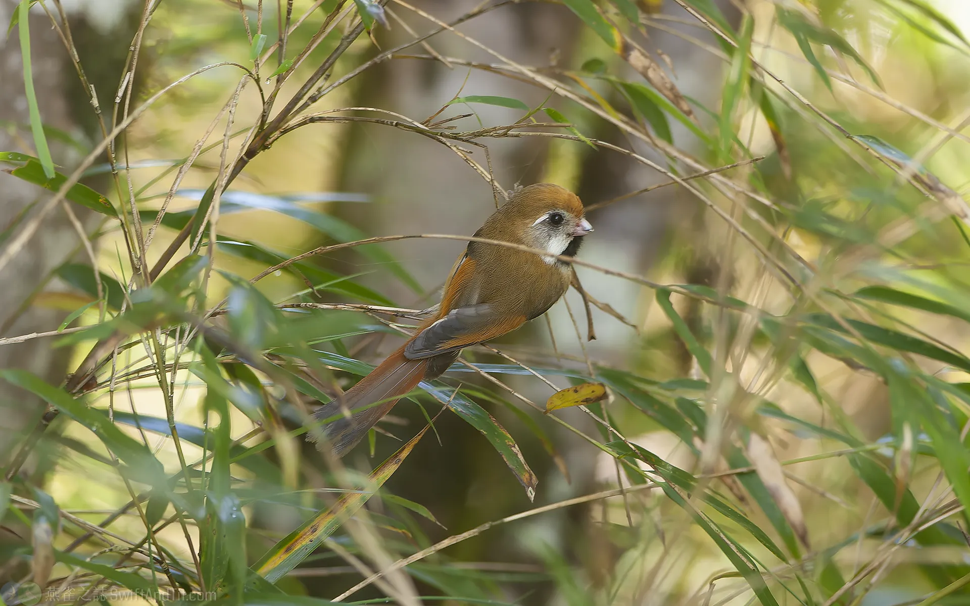 golden-parrotbill (6) 彩鷸 greater-painted-spine