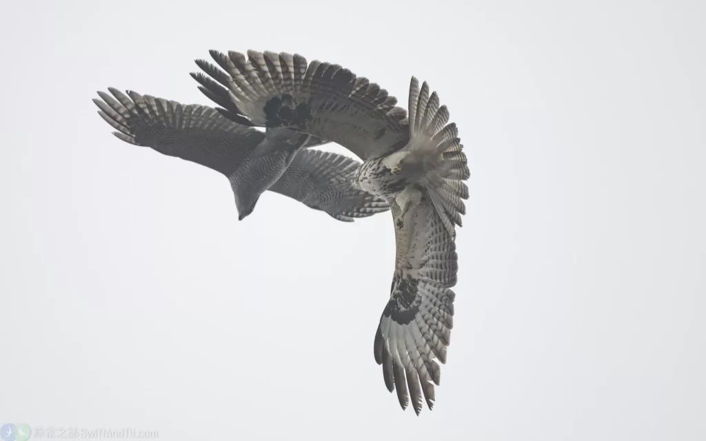 蒼鷹雄鳥 Northern Goshawk Male