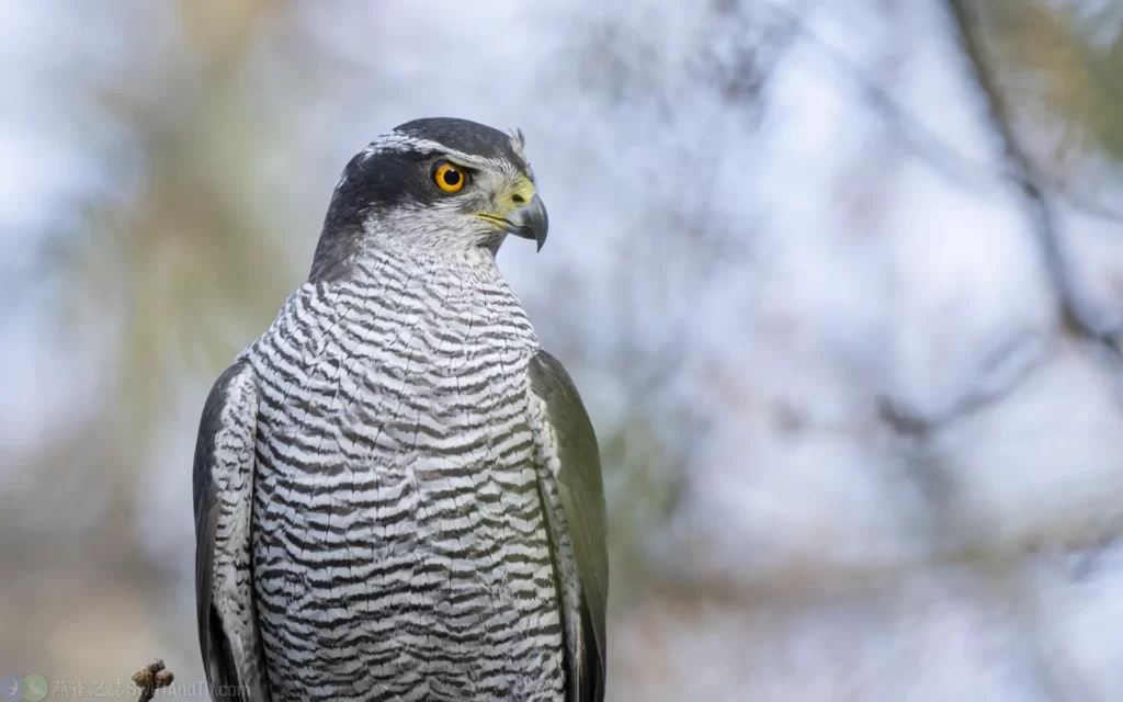 蒼鷹雄鳥 Northern Goshawk Male