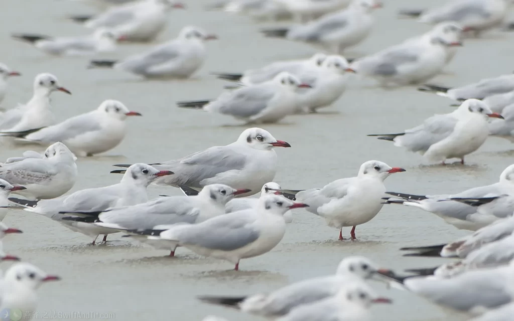 棕頭鷗 Brown-headed Gull