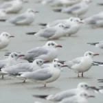 棕頭鷗 Brown-headed Gull