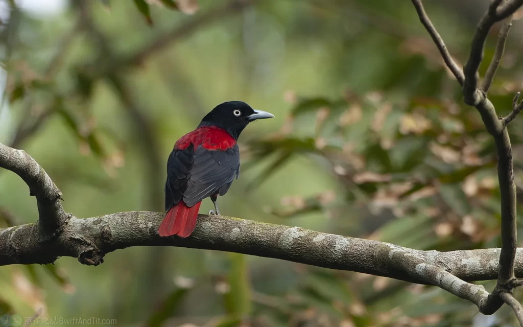 朱鸝 Maroon Oriole 雄鳥 Male