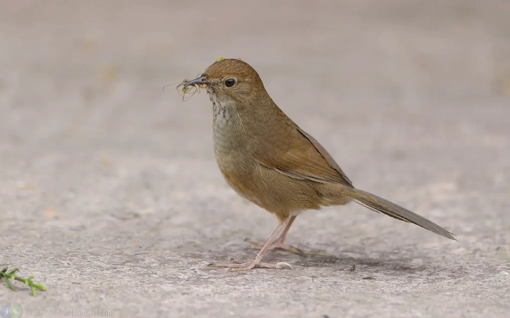 台灣叢樹鶯 Taiwan Bush Warbler