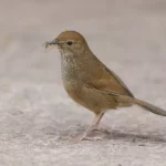 台灣叢樹鶯 Taiwan Bush Warbler