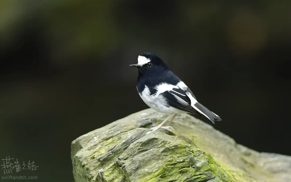 小剪尾 Little Forktail