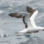 藍臉鰹鳥 Masked Booby