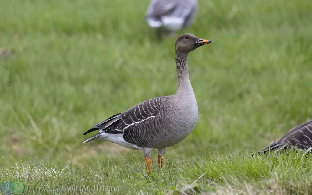 寒林豆雁 Taiga Bean Goose 指名亞種 (A. f. fabalis)
