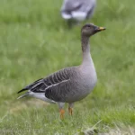 寒林豆雁 Taiga Bean Goose 指名亞種 (A. f. fabalis)