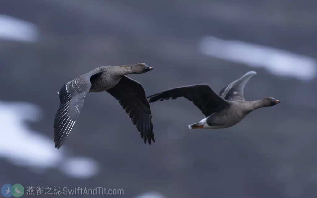 凍原豆雁Tundra Bean Goose