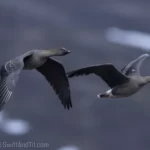 凍原豆雁Tundra Bean Goose