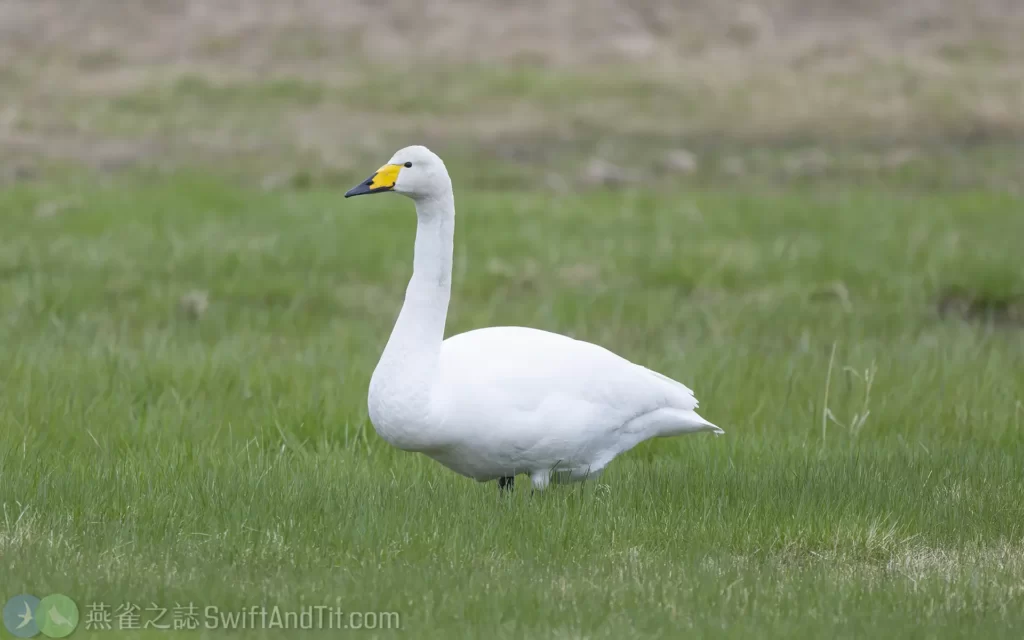 黃嘴天鵝 Whooper Swan