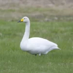 黃嘴天鵝 Whooper Swan