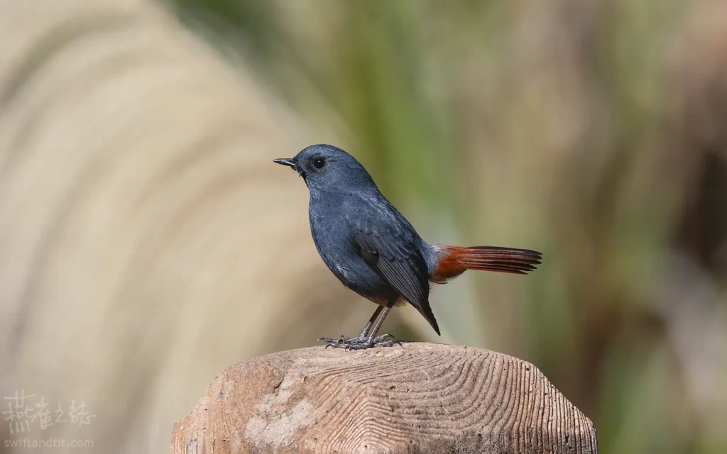 鉛色水鶇 雄鳥 Plumbeous Redstart Male