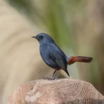 鉛色水鶇 雄鳥 Plumbeous Redstart Male