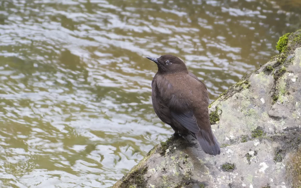 河烏 Brown Dipper