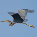 紫鷺 Purple Heron