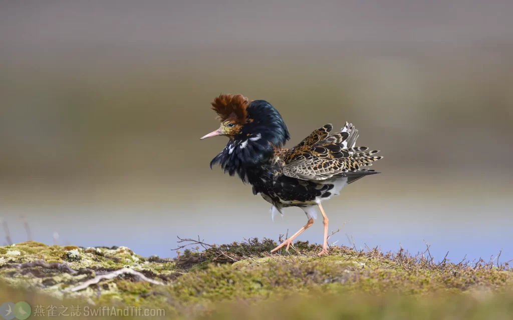 流蘇鷸 Ruff 雄鳥繁殖羽