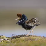 流蘇鷸 Ruff 雄鳥繁殖羽