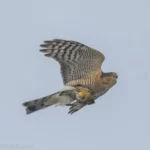 北雀鷹 Eurasian Sparrowhawk