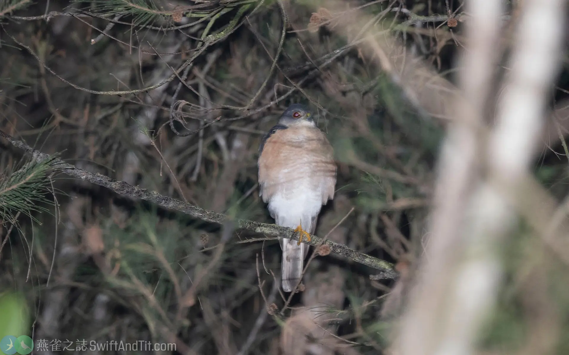 日本松雀鷹 雄成鳥 Japanese Sparrowhawk Male 日本松雀鷹 雄成鳥 Japanese Sparrowhawk Male