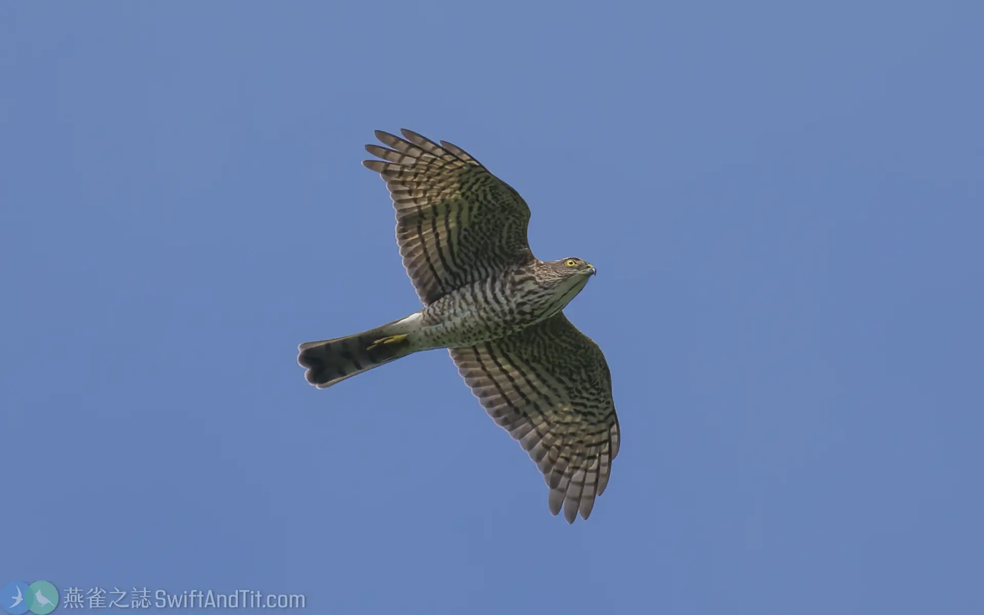 日本松雀鷹 幼鳥 Japanese Sparrowhawk Juvenile 日本松雀鷹 幼鳥 Japanese Sparrowhawk Juvenile
