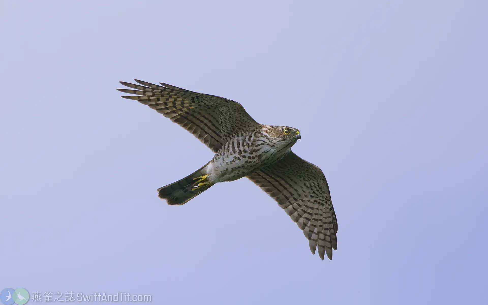 japanese-sparrowhawk (4) 日本松雀鷹 幼鳥 Japanese Sparrowhawk Juvenile