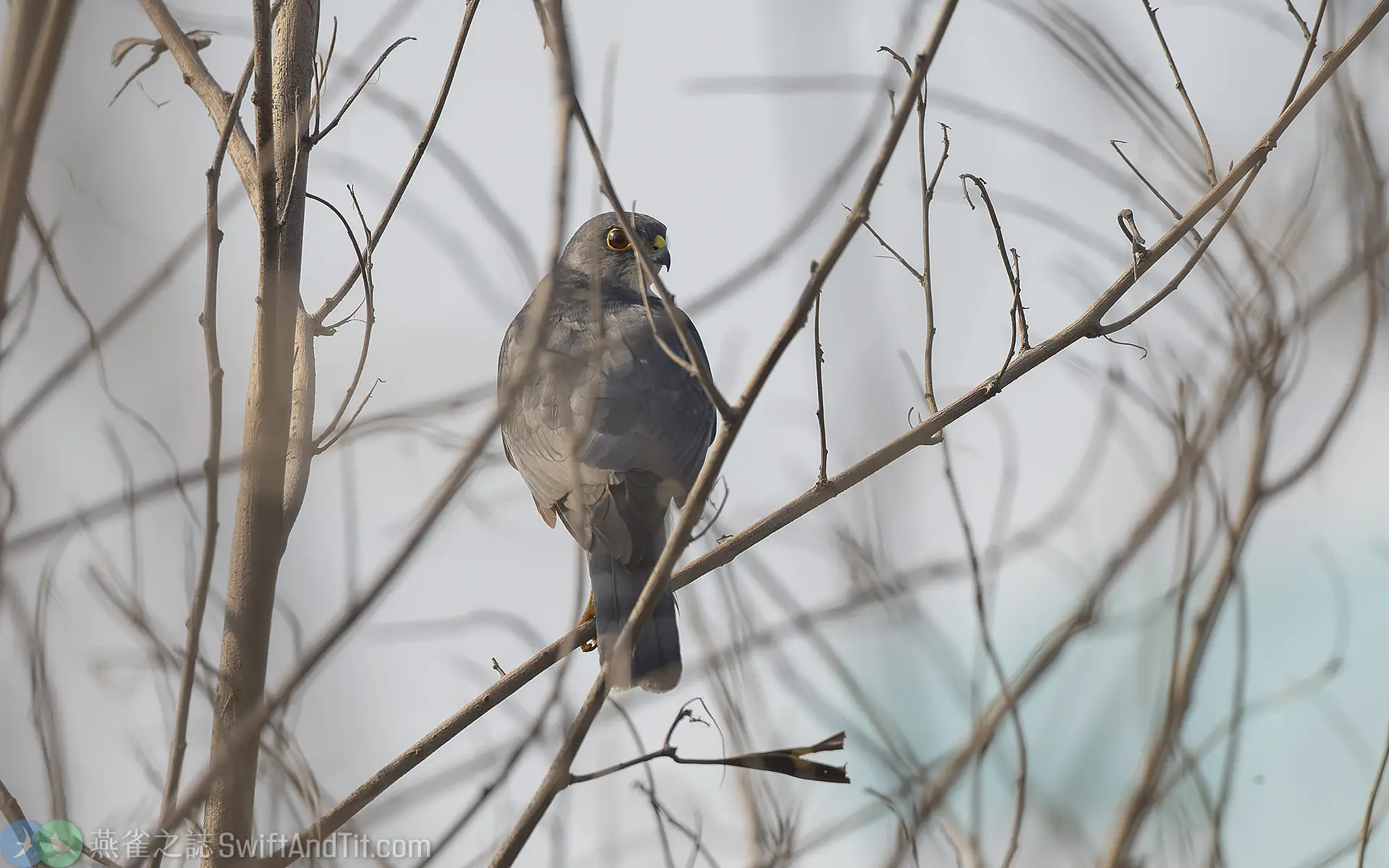 日本松雀鷹 雄成鳥 Japanese Sparrowhawk Male 日本松雀鷹 雄成鳥 Japanese Sparrowhawk Male