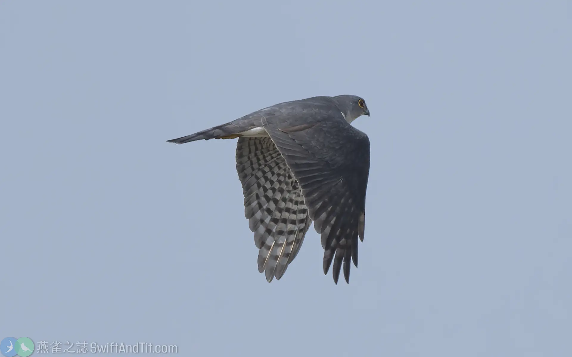飛行中的日本松雀鷹雄成鳥 飛行中的日本松雀鷹雄成鳥
