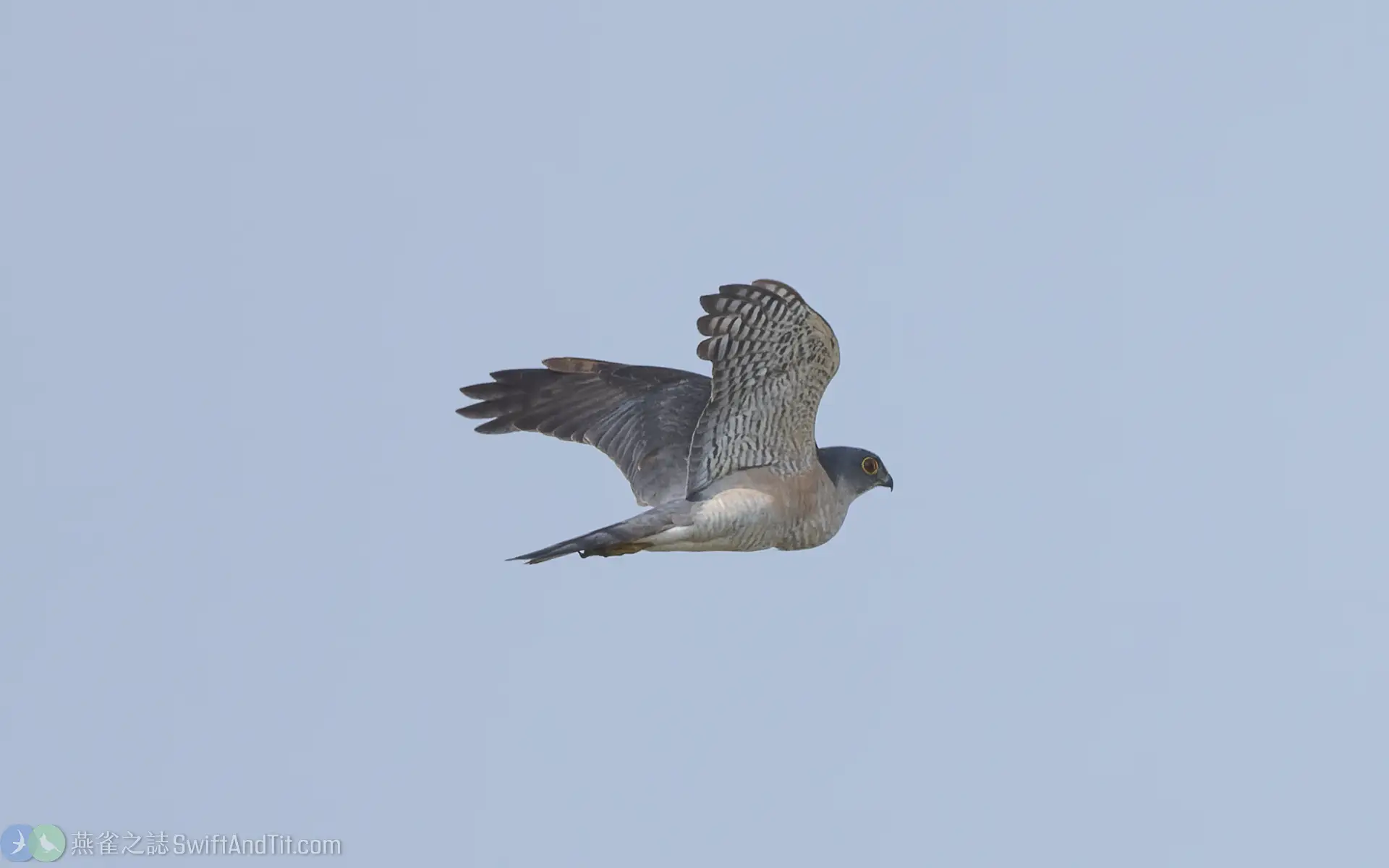 飛行中的日本松雀鷹雄成鳥 飛行中的日本松雀鷹雄成鳥
