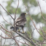 花鵰幼鳥停棲 Greater Spotted Eagle Juvenile