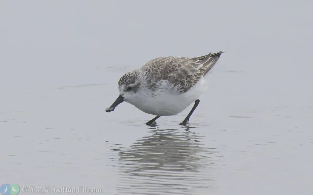 琵嘴鷸非繁殖羽 Spoon-billed Sandpiper Nonbreeding