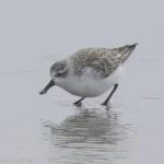 琵嘴鷸非繁殖羽 Spoon-billed Sandpiper Nonbreeding