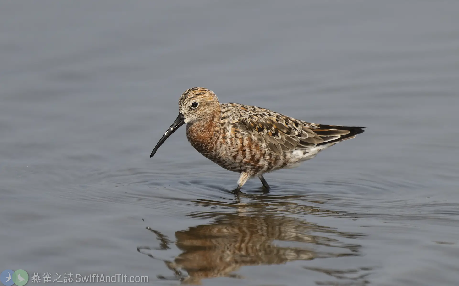 彎嘴濱鷸 Curlew Sandpiper 彎嘴濱鷸 Curlew Sandpiper