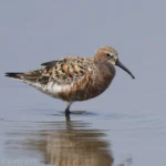 彎嘴濱鷸 Curlew Sandpiper