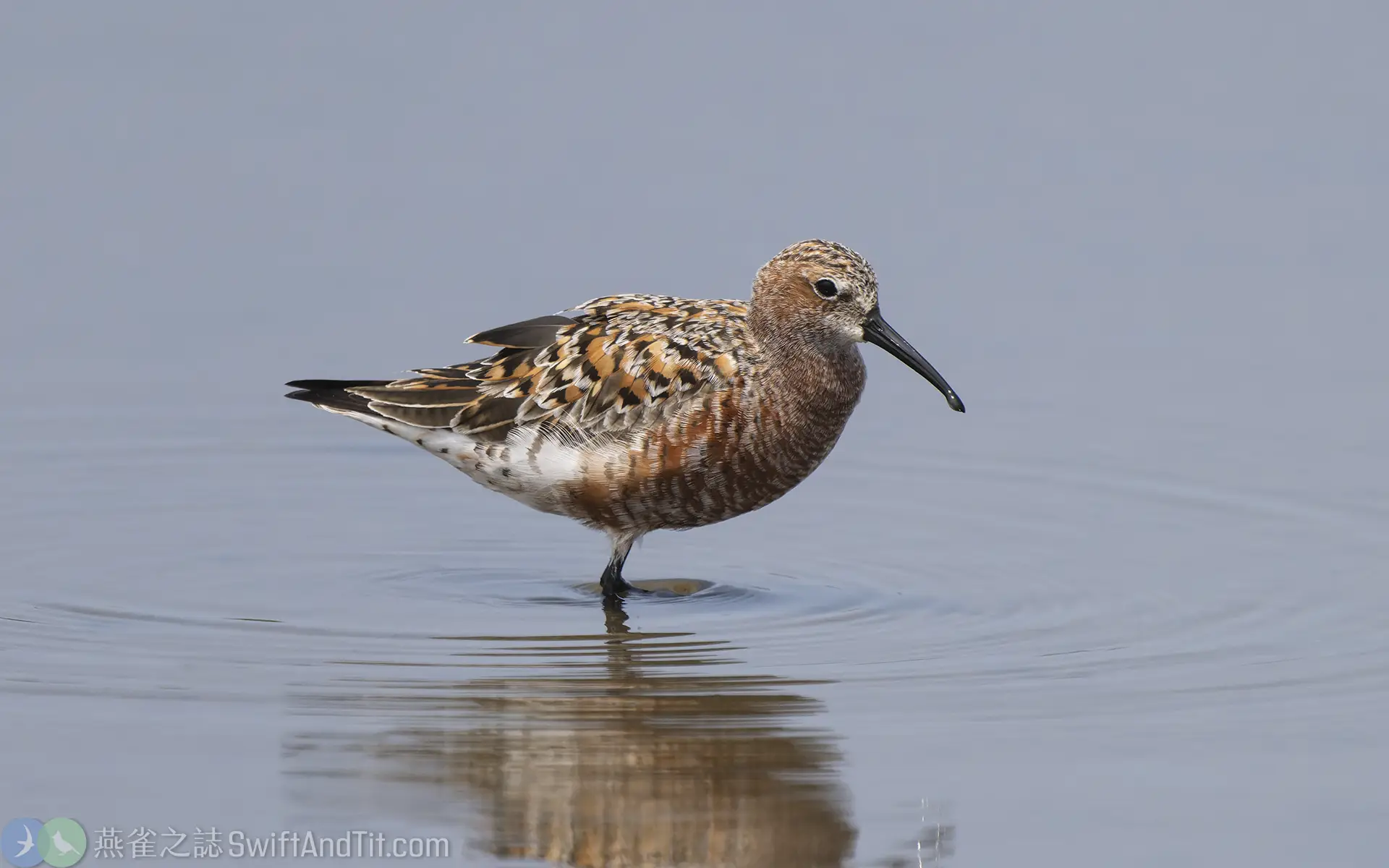 彎嘴濱鷸 Curlew Sandpiper 彎嘴濱鷸 Curlew Sandpiper
