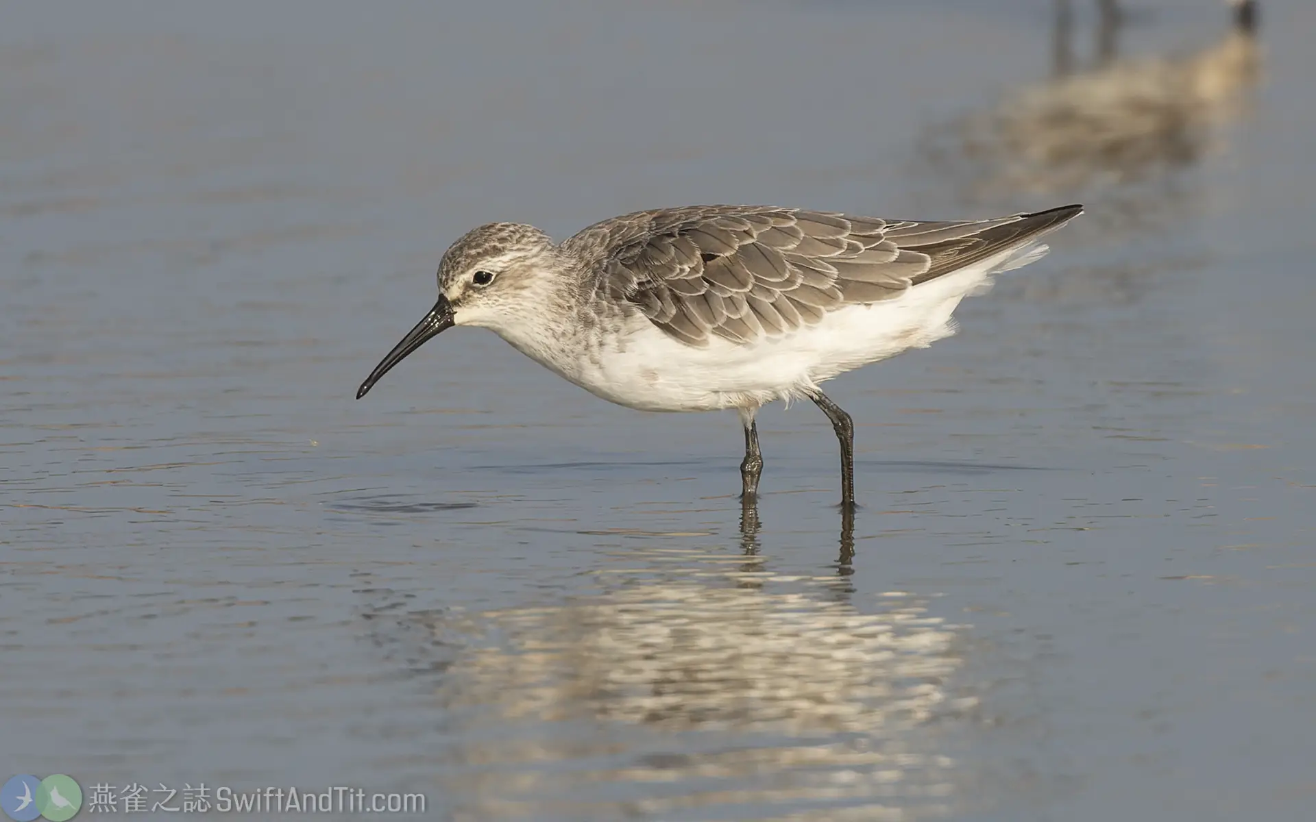彎嘴濱鷸 Curlew Sandpiper 彎嘴濱鷸 Curlew Sandpiper