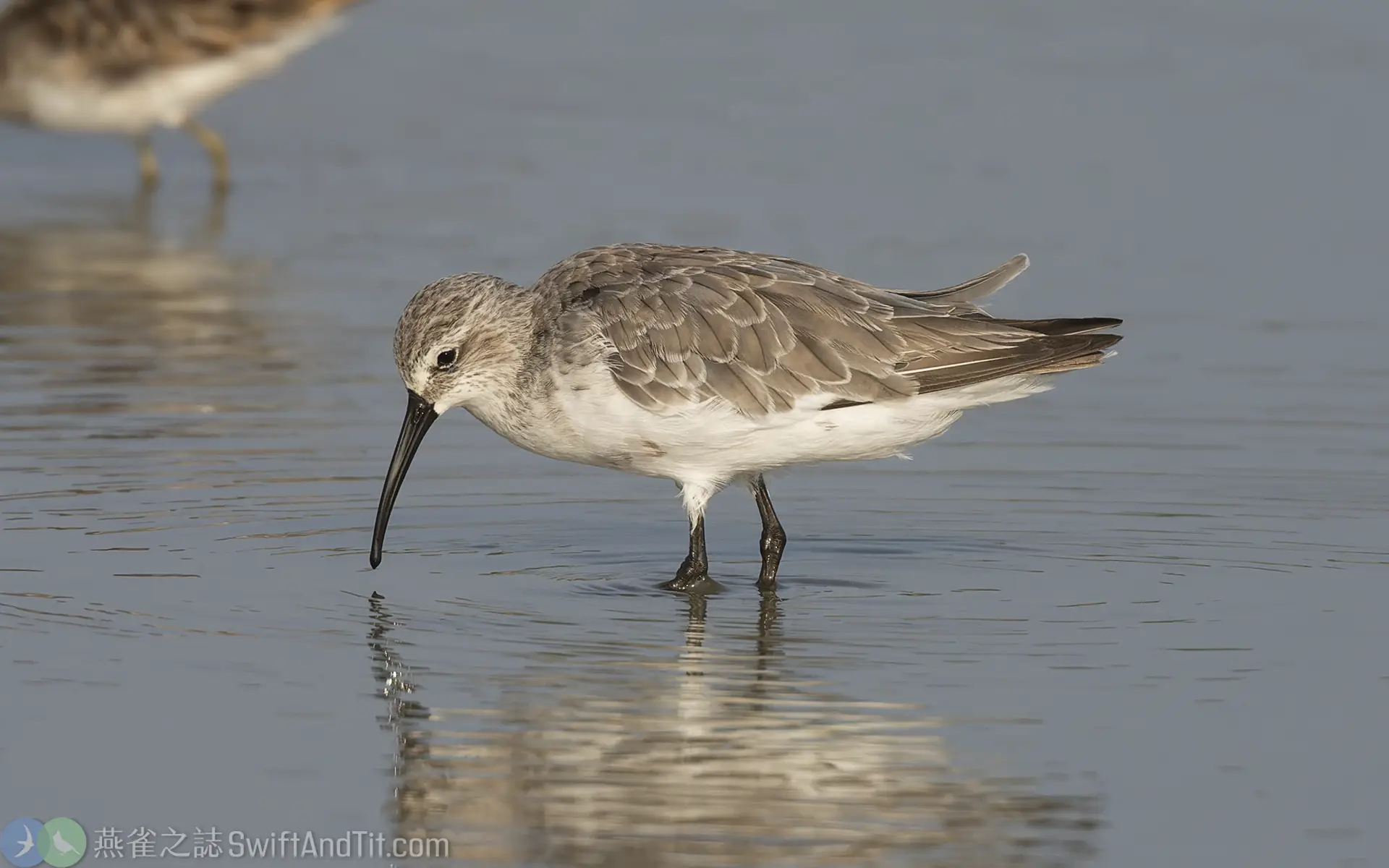 彎嘴濱鷸 Curlew Sandpiper 彎嘴濱鷸 Curlew Sandpiper