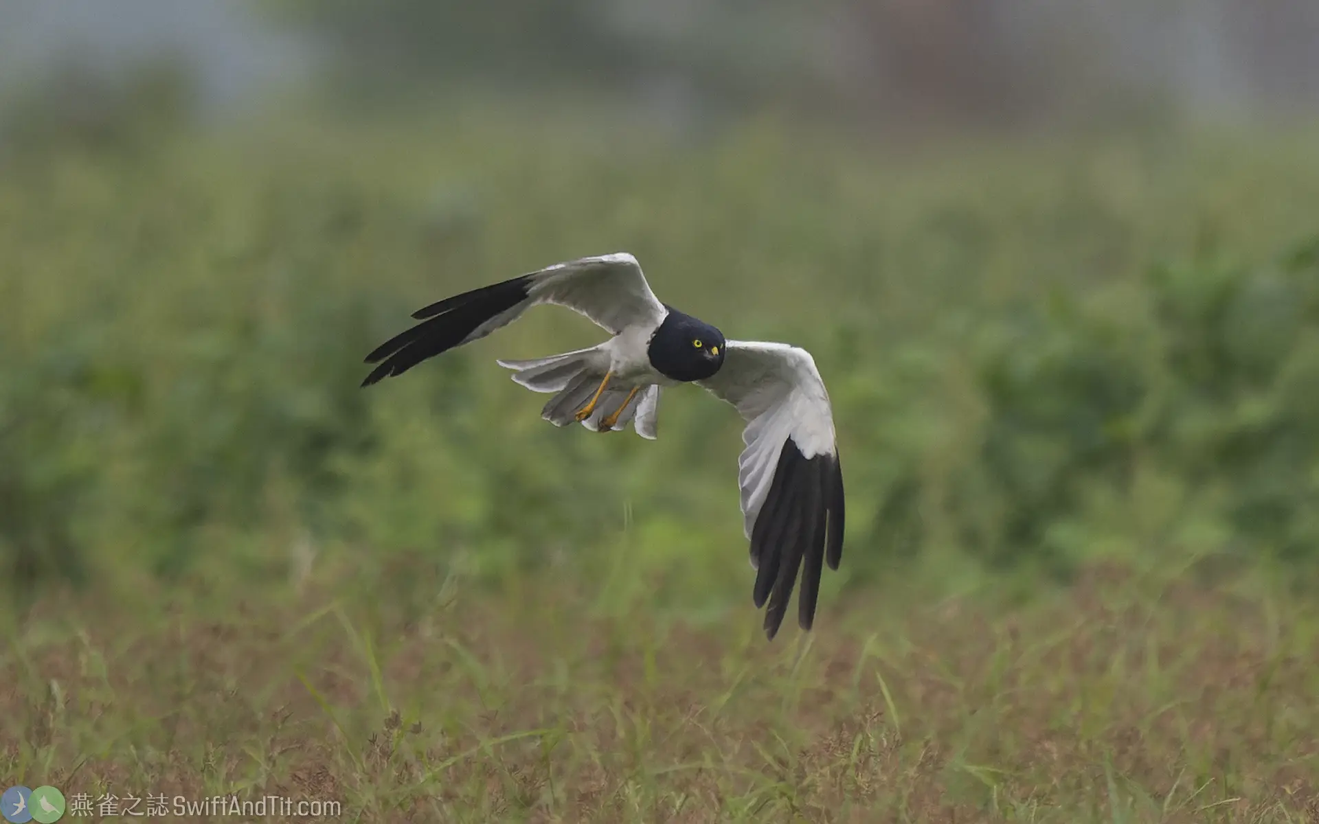 花澤鵟 Pied Harrier 雄鳥 Male 花澤鵟 Pied Harrier 雄鳥 Male