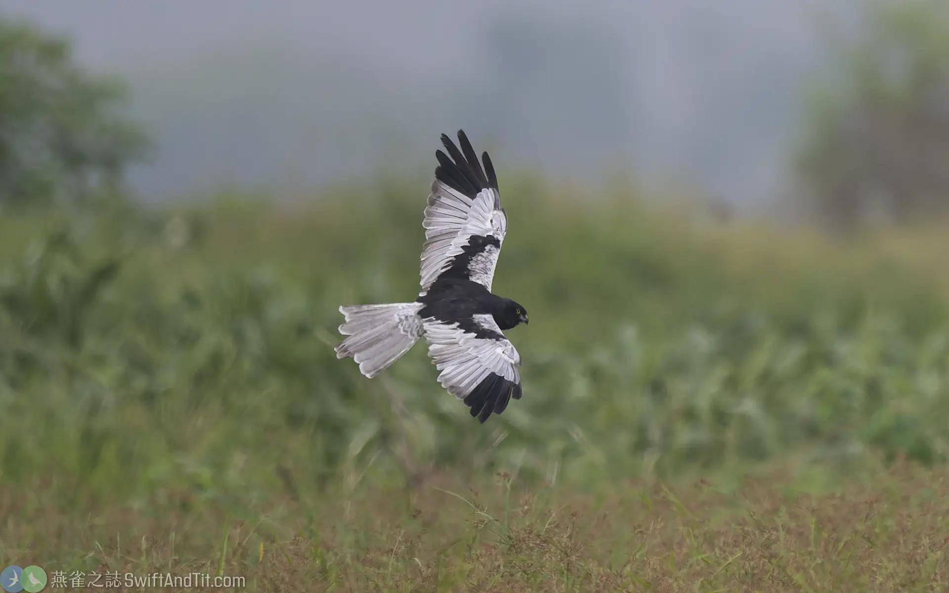 花澤鵟 Pied Harrier 雄鳥 Male 花澤鵟 Pied Harrier 雄鳥 Male