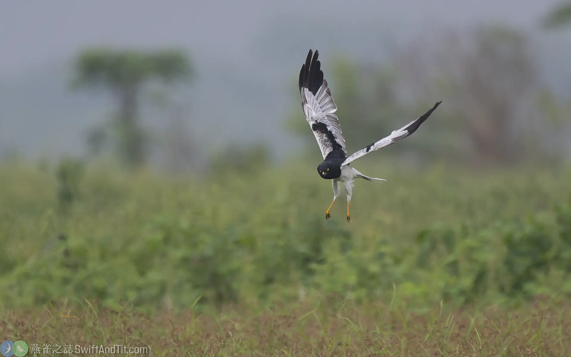 花澤鵟 Pied Harrier 雄鳥 Male 花澤鵟 Pied Harrier 雄鳥 Male