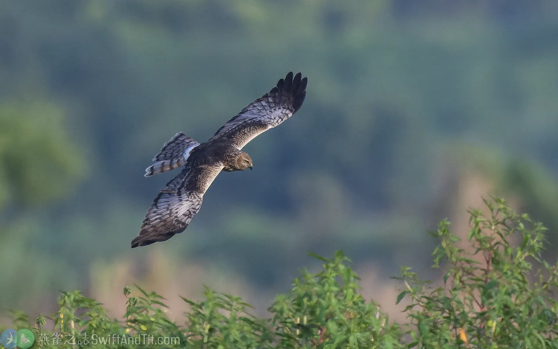 花澤鵟 Pied Harrier 雌鳥 Female 花澤鵟 Pied Harrier 雌鳥 Female