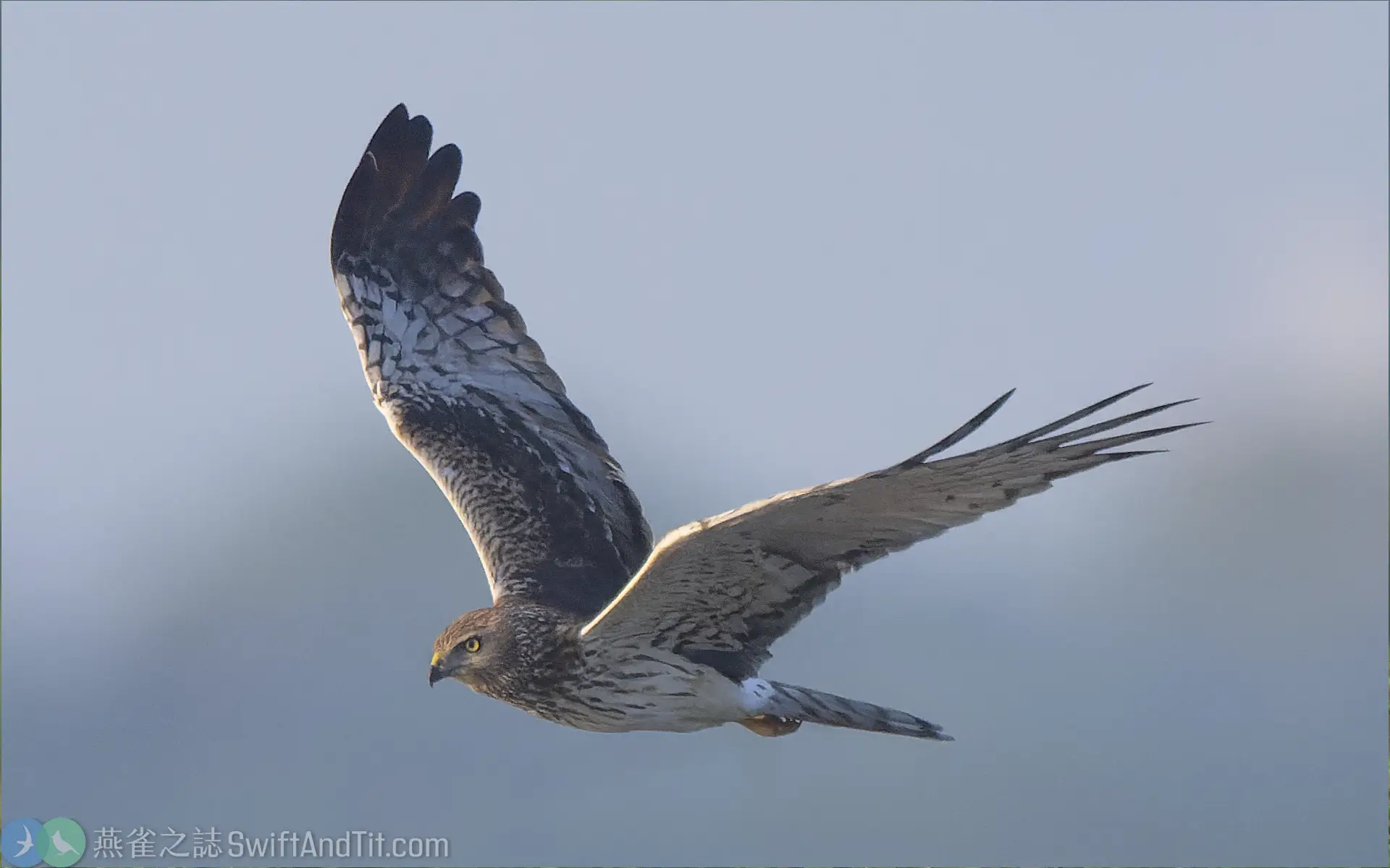 花澤鵟 Pied Harrier 雌鳥 Female 花澤鵟 Pied Harrier 雌鳥 Female
