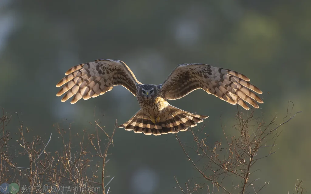 灰澤鵟 雌幼鳥 Hen Harrier Female Juv