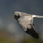 灰澤鵟 Hen Harrier 雄成鳥 Male Adult