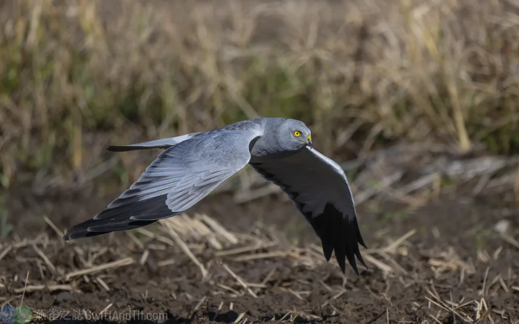 灰澤鵟 Hen Harrier 雄成鳥 Male Adult