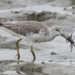 諾氏鷸 Nordmann's Greenshank