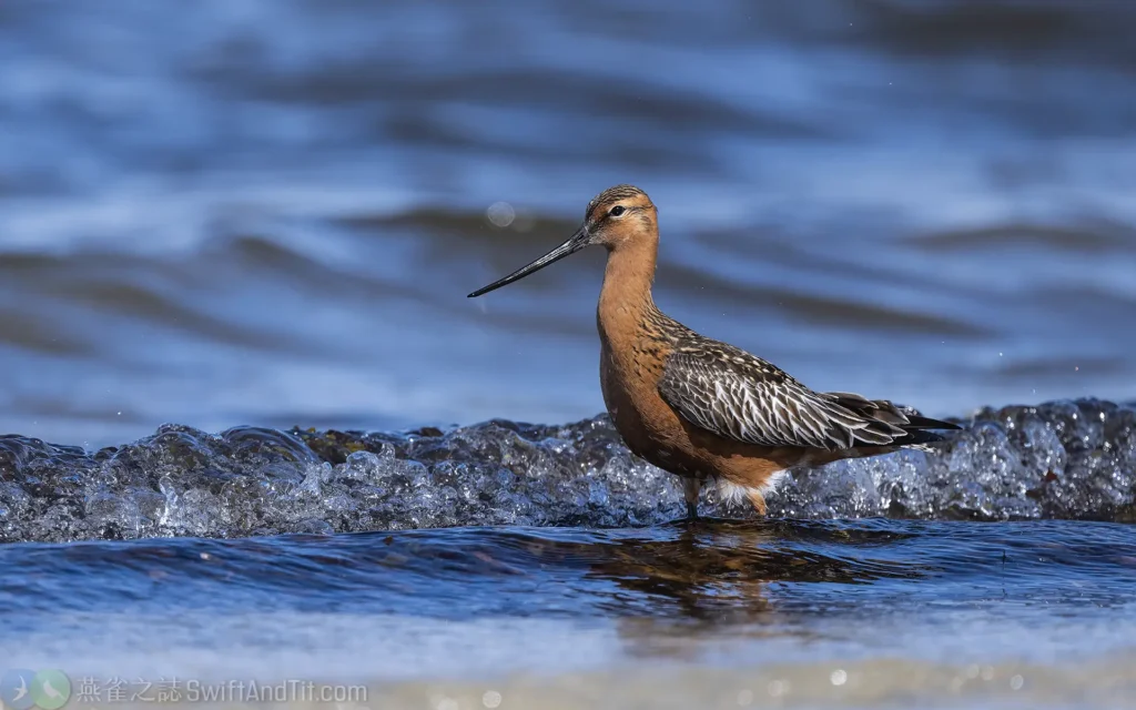 斑尾鷸 Bar-tailed Godwit 繁殖羽