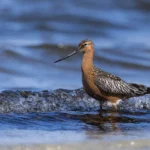 斑尾鷸 Bar-tailed Godwit 繁殖羽